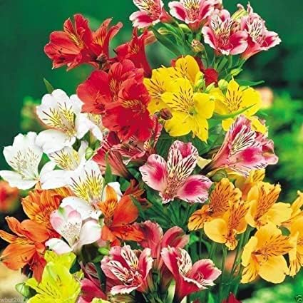 Graines d'Alstroemeria ou graines de fleurs de lys péruvien à planter, attire les pollinisateurs