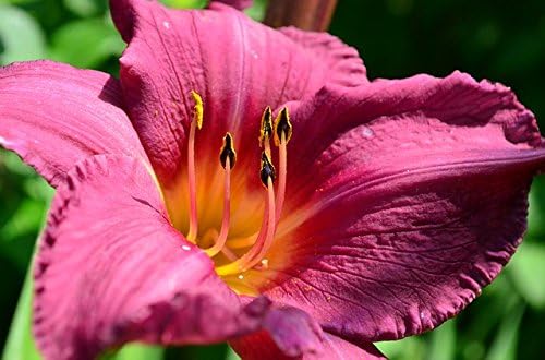 10 Mixed Colors Daylily Seeds | Hemerocallis Day Lily Fine Mix | Red, Purple, and More | 10 Flower Seeds