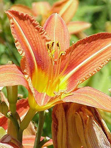 10 Mixed Colors Daylily Seeds | Hemerocallis Day Lily Fine Mix | Red, Purple, and More | 10 Flower Seeds