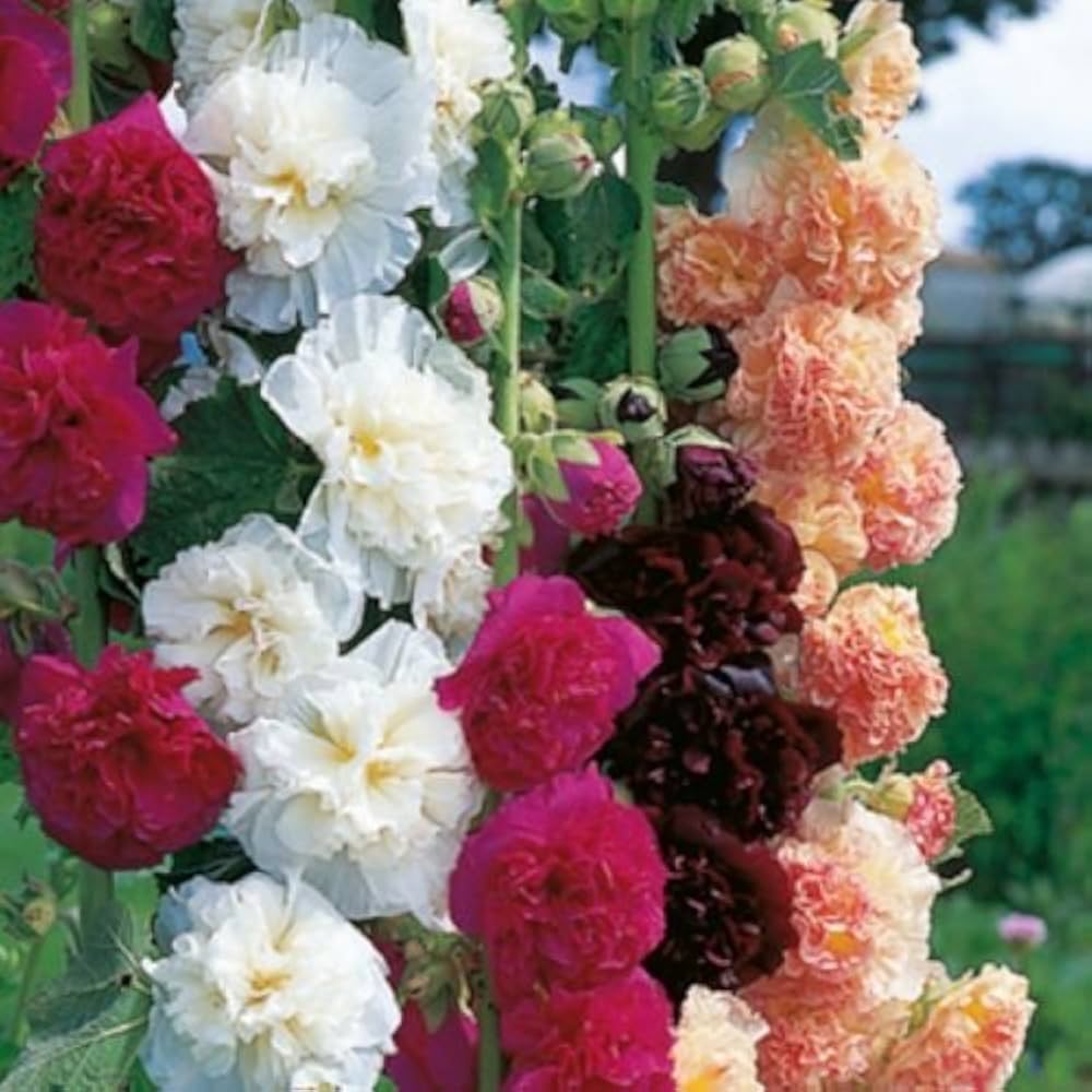 Double Hollyhock Alcea Rosea Seeds for Planting, 100 pcs - Flower seeds