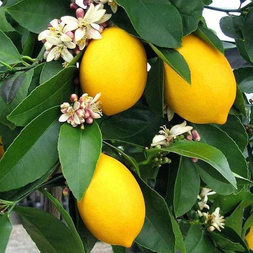 Kagzi Lime Seeds for Planting – Grow Authentic Indian Lemons at Home