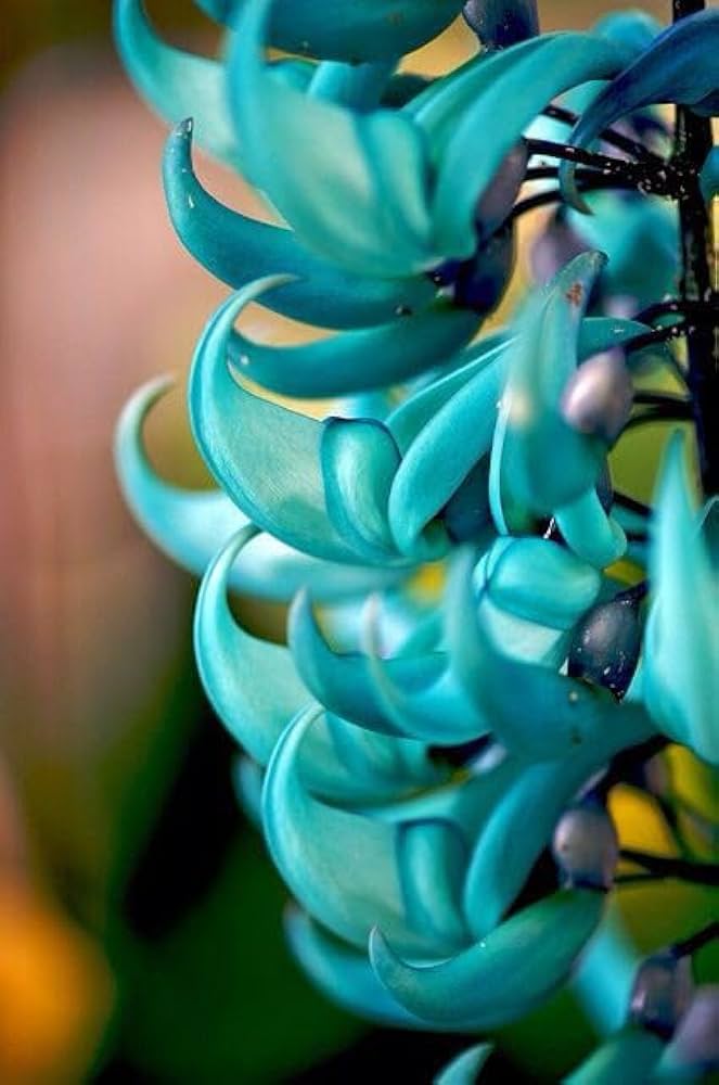 Jade Vine Seeds for Planting (Strongylodon Macrobotrys) - 100 pcs - Flower seeds