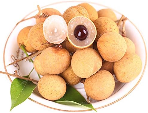 Rare Dwarf Longan Sri Chompoo (Dragon Eye) Exotic Fruit Seeds | 6 Seeds | Unique Tropical Fruit Variety