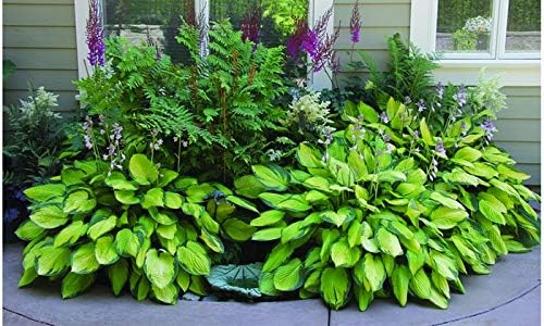 Hosta Perennial Mixed Bare Root Plants – Shade-Loving Garden Favorites