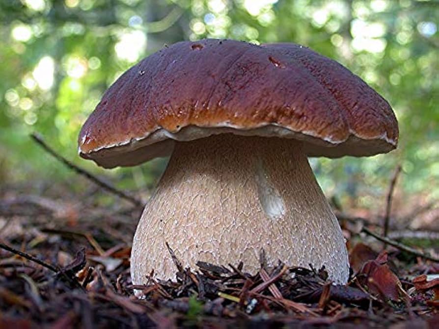 "Porcini Mushroom King Seeds, Planting, 100 pcs" - Vegetable Seeds