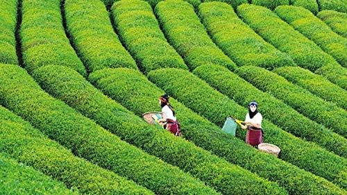 Green Tea Plant Seeds | Camellia Sinensis | Tea Plant, Tea Tree | 25 Seeds for Growing Your Own Tea