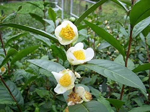 Graines de thé vert | Camellia Sinensis | Théier, Arbre à thé | 25 graines pour cultiver votre propre thé