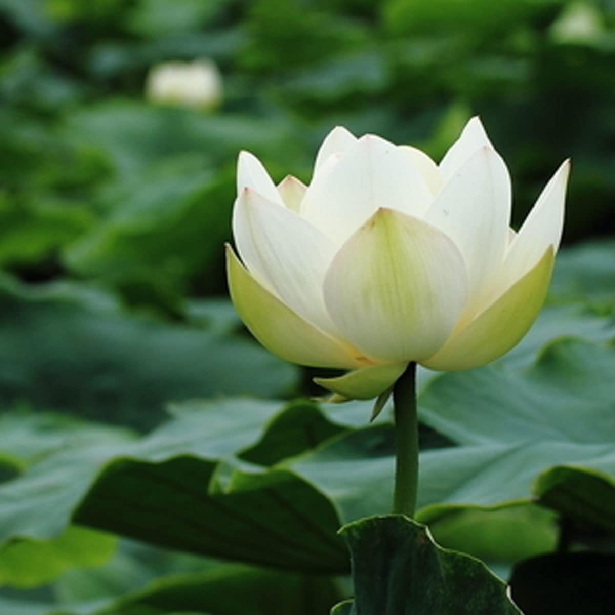 Open Mouth Bonsai Lotus Seeds Water Lily Flower Non-GMO Heirloom Garden Home for Planting - 60 Seeds