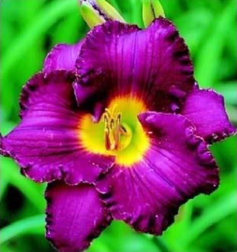 10 Mixed Colors Daylily Seeds | Hemerocallis Day Lily Fine Mix | Red, Purple, and More | 10 Flower Seeds