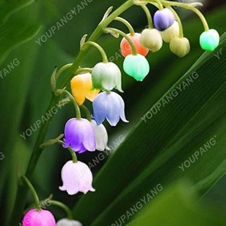 "Bag Bell Orchid Flower Seeds, Planting - 100 pcs" - Flower seeds