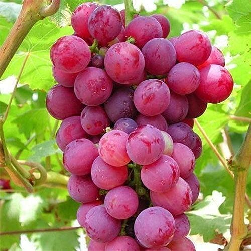 Giant Red Globe Grape Seeds – Largest Variety with Juicy, Flavorful Fruits – 20 Pcs