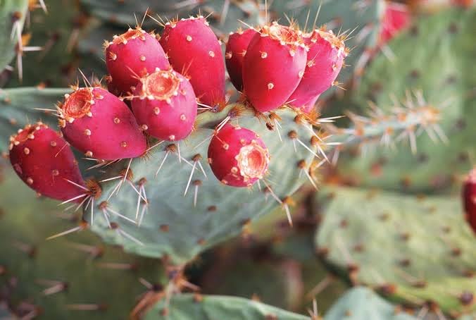 20 graines de figue de Barbarie de cactus rouge | Opuntia Ficus Indica Indian Fig Sabras Fruit | Graines de cactus comestibles uniques