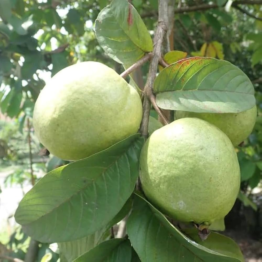 Allahabad Safeda Guava Seeds – Sweet & Juicy Tropical Fruit for Planting