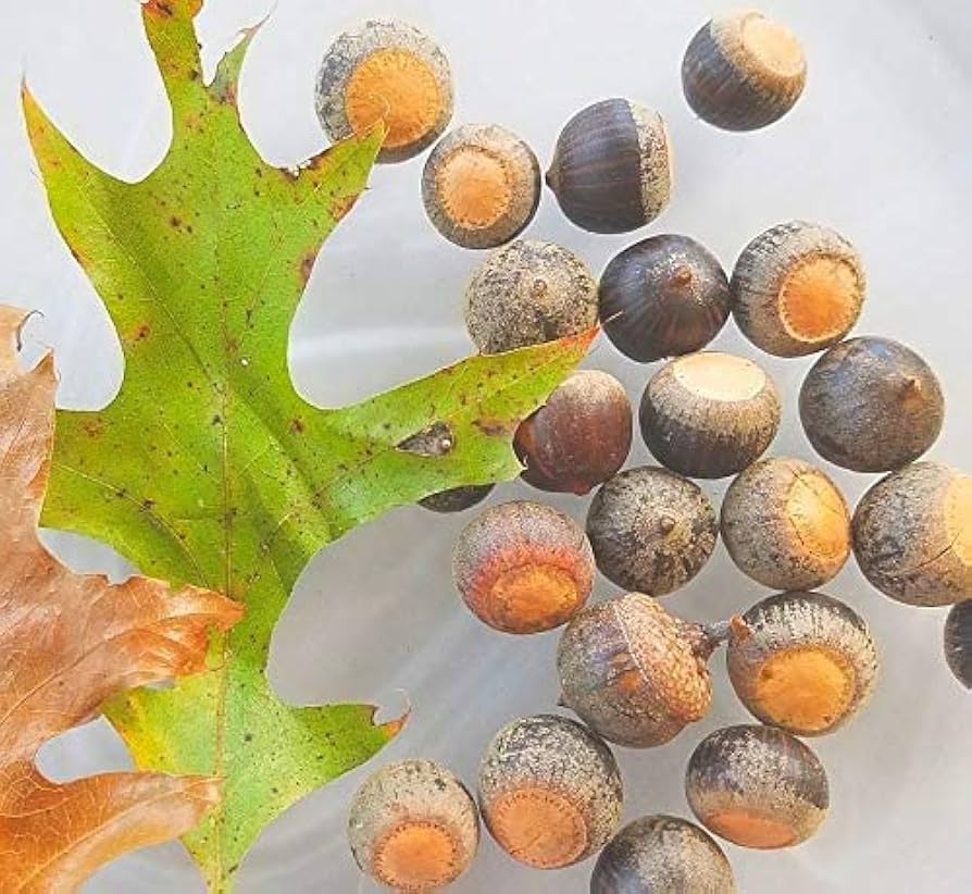 Post Oak Tree Seeds, White Oak Family, Oak Acorns from North Georgia (20 Pieces)