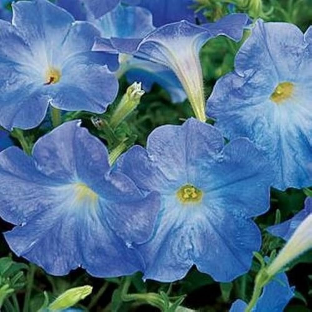 Sky Blue Petunia Seeds – Soft, Airy Blooms for Gardens & Hanging Baskets