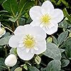 Graines de roses de Noël (Helleborus Niger) Plante vivace sans OGM, résistante aux cerfs et aux lapins, bordures et plates-bandes extérieures - 20 graines de fleurs