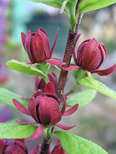 Eastern Sweetshrub/Carolina Allspice/Sweet Betsy Calycanthus Floridus Seeds, 100 Pieces