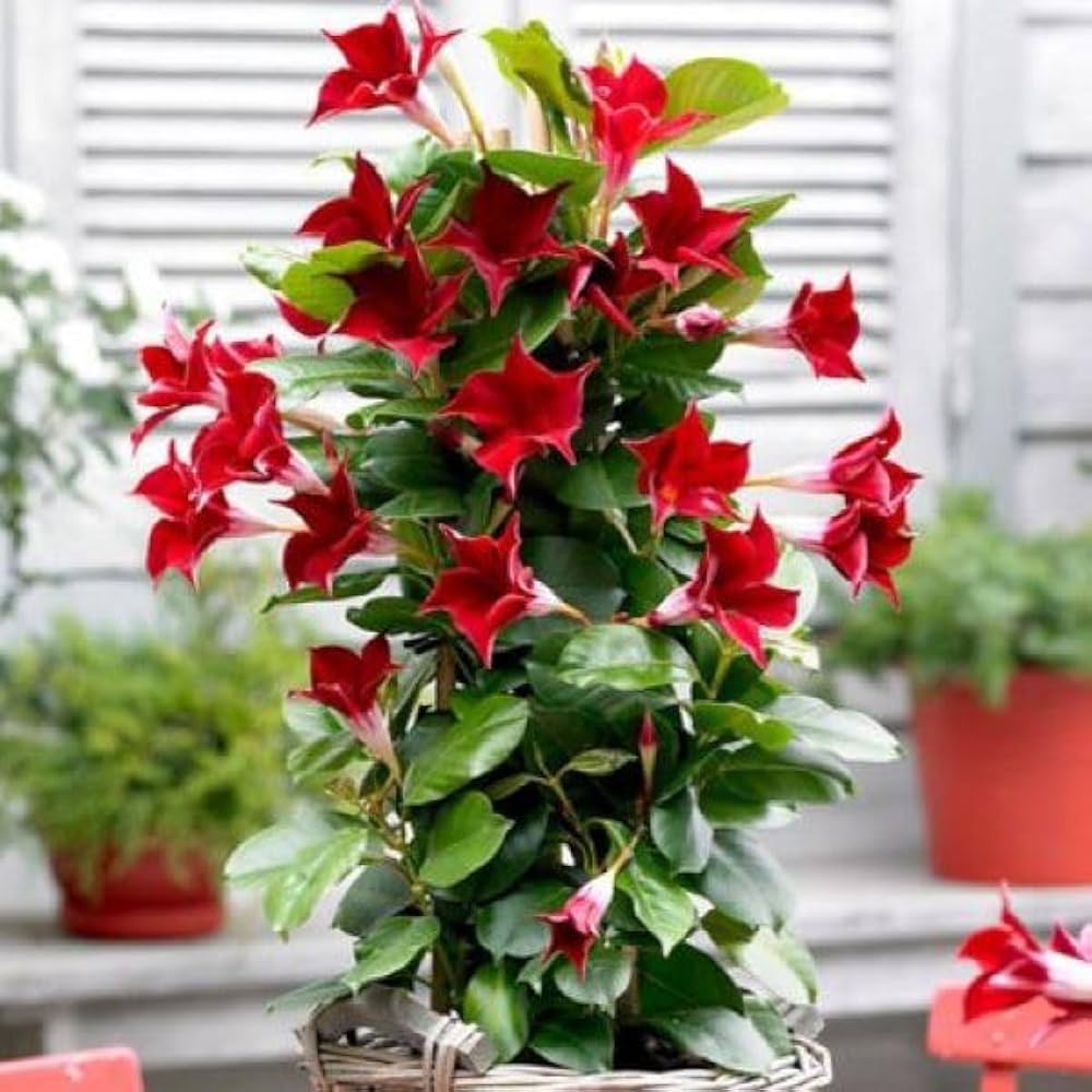 "Mandevilla Sanderi Flower Seeds for Planting | 100 pcs" - Flower seeds