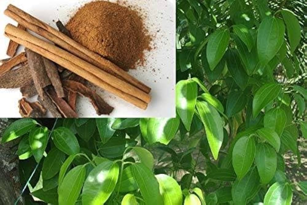 "Cinnamon Tree Seeds, Planting - 100 pcs" - Plant Seeds