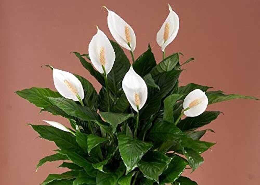 "Spathiphyllum Peace Lily Seeds, Planting - 100 pcs" - Flower seeds