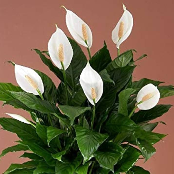 "Spathiphyllum Peace Lily Seeds, Planting - 100 pcs" - Flower seeds