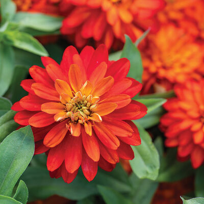 "Rare Variety Heat Tolerant Zinnia Seeds, Planting - 100 pcs" - Flower seeds