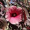 Cranberry Hibiscus Seeds Hibiscus Acetosella Tropical Ornamental Plant for Garden & Landscape, Attracts Pollinators, 35+ Pcs