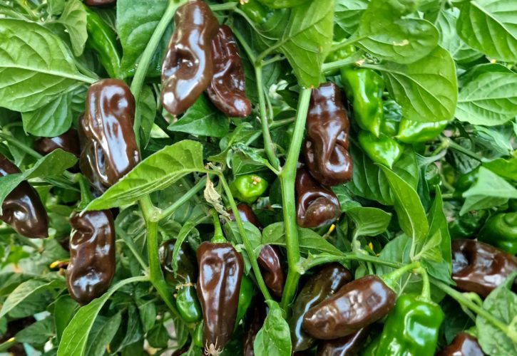 Chocolate Fatalii Pepper Seeds, Rare Heirloom Hot Chilli Seeds, 100 pcs - Vegetable Seeds