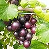 Muscadine Grape Seeds - Climbing Vine Perennial, Fast Growing, Sweet & Tasty, Rich in Vitamins for Arbors, Pergolas, Trellises | 20Pcs Fruit Seeds