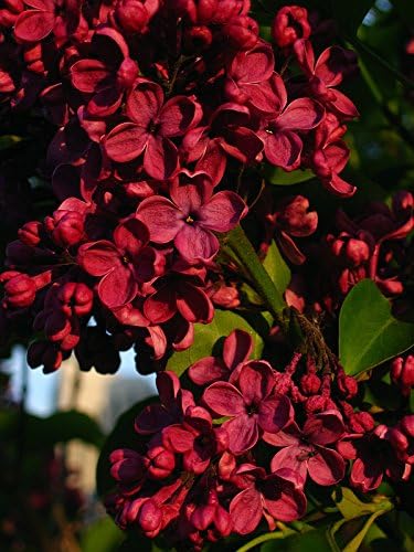 25 rote Fliedersamen | Winterharter, mehrjähriger Blütenbaum | Duftende Blüten für Gartensträucher | Ideal zum Anpflanzen im Freien | Langlebig und pflegeleicht