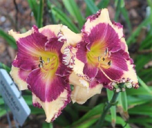 10 Mixed Colors Daylily Seeds | Hemerocallis Day Lily Fine Mix | Red, Purple, and More | 10 Flower Seeds