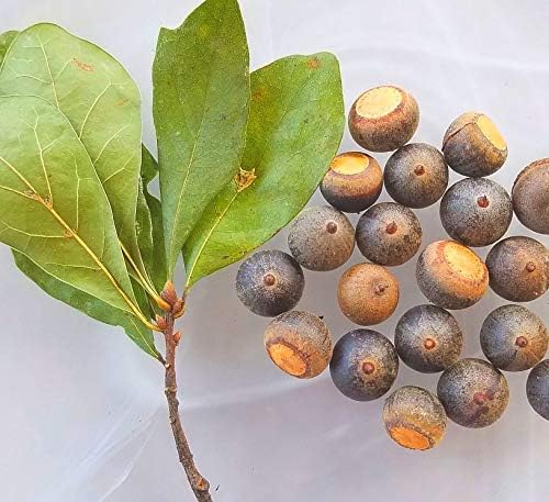 Laurel Oak Tree Seeds (Acorns)20 Pieces