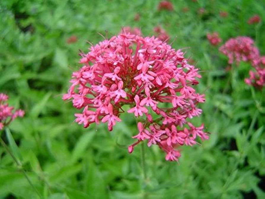 Pretty Betsy Centranthus Ruber Var Coccineus Seeds, Planting, 100 pcs - Flower seeds