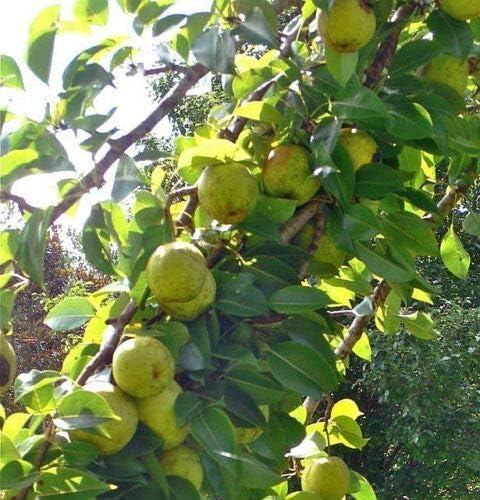 8 Cuttings of Bartlett Pear Trees for Propagation, Cold Hardy Fruit Live Plants (8 Pieces)