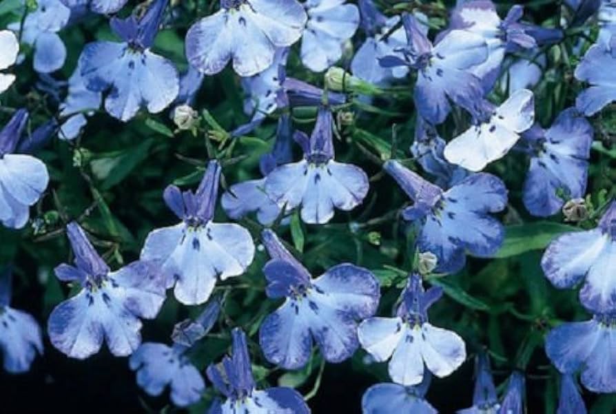 Riviera Blue Splash Lobelia Seeds, 100 pcs for Planting - Flower seeds