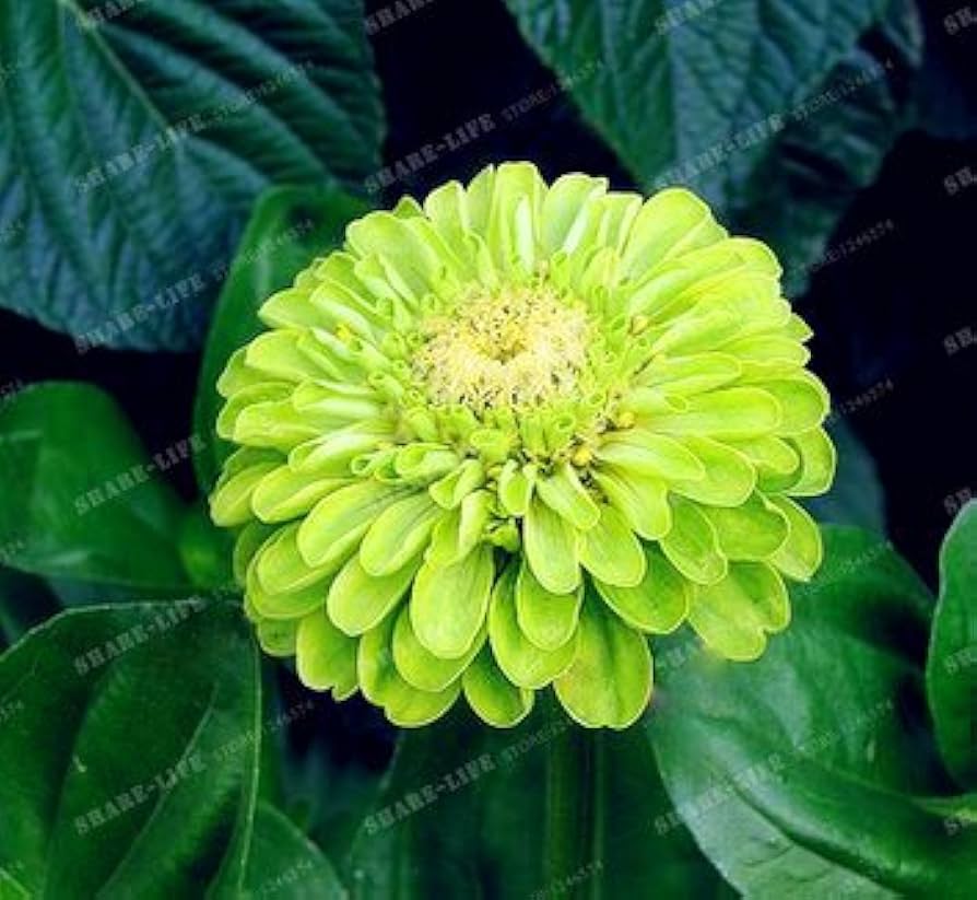 "Rare Variety Heat Tolerant Zinnia Seeds, Planting - 100 pcs" - Flower seeds