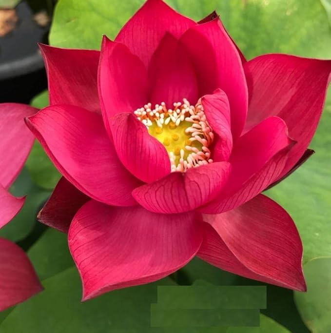 Red Lotus Flower Seeds for Planting