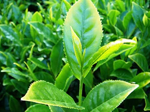 Green Tea Plant Seeds | Camellia Sinensis | Tea Plant, Tea Tree | 25 Seeds for Growing Your Own Tea