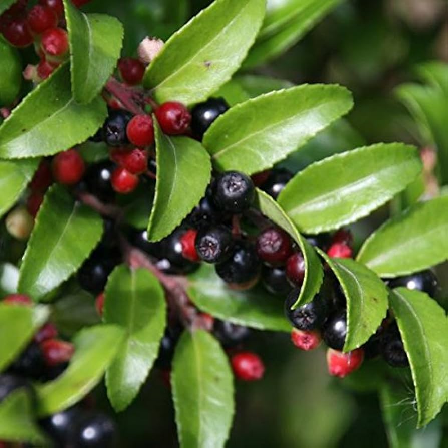 Evergreen Huckleberry Bush Seeds, Planting Fruit Seeds - 100 pcs - Fruit Seeds