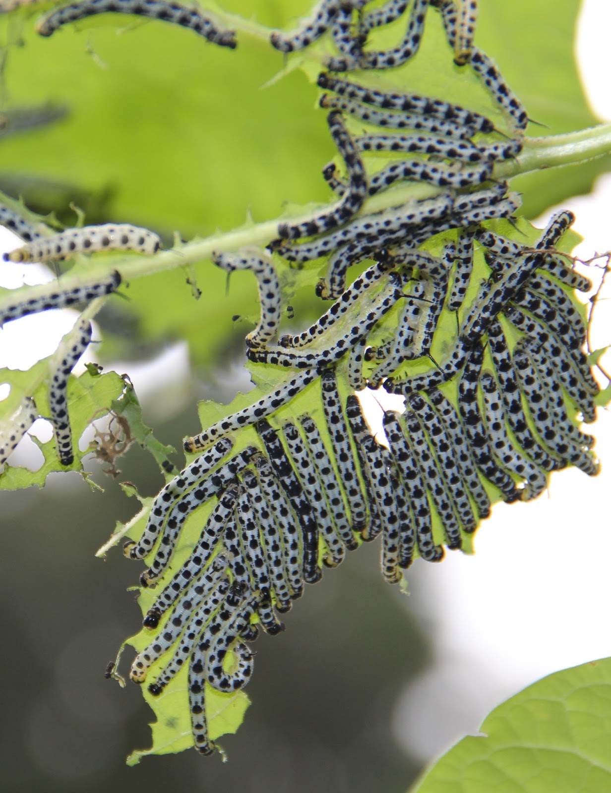 "Southern Catalpa Tree Seeds, Planting - 100 pcs" - Plant Seeds