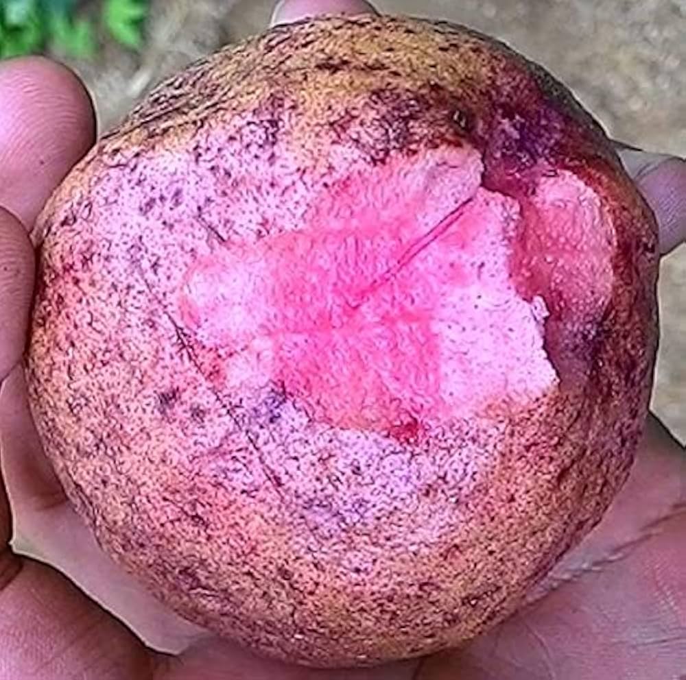 Thai Maroon Guava Seeds – Exotic Red-Skinned Tropical Fruit for Planting