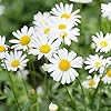 Pyrethrum Daisy Seeds Tanacetum Cinerariifolium, Showy Perennial, Aromatic Drought-Tolerant Cut Flowers for Outdoor Beds, 500 Pcs