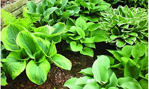 Hosta Perennial Mixed Bare Root Plants – Shade-Loving Garden Favorites