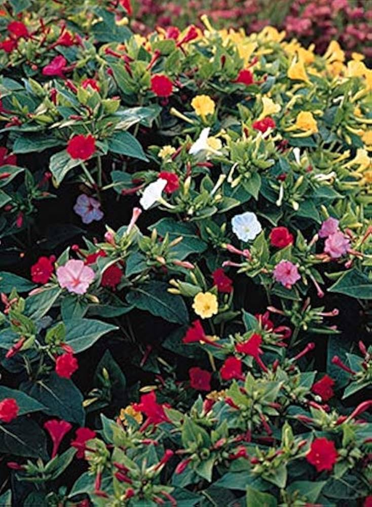 "Mirabilis Four O'Clock Tea Time Mix Flower Seeds, Planting - 100 pcs" - Flower seeds