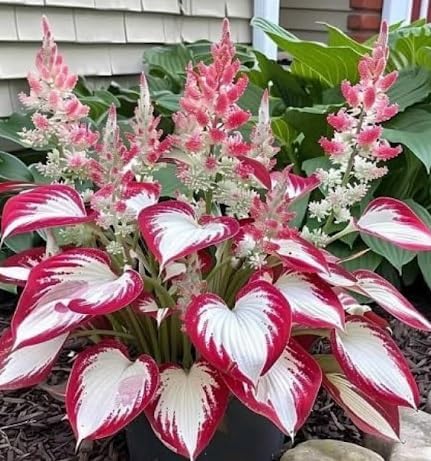 Hosta Plant Seeds - White & Red Varieties | Rare Shade-Loving Perennial Seeds for Lush Foliage Gardens