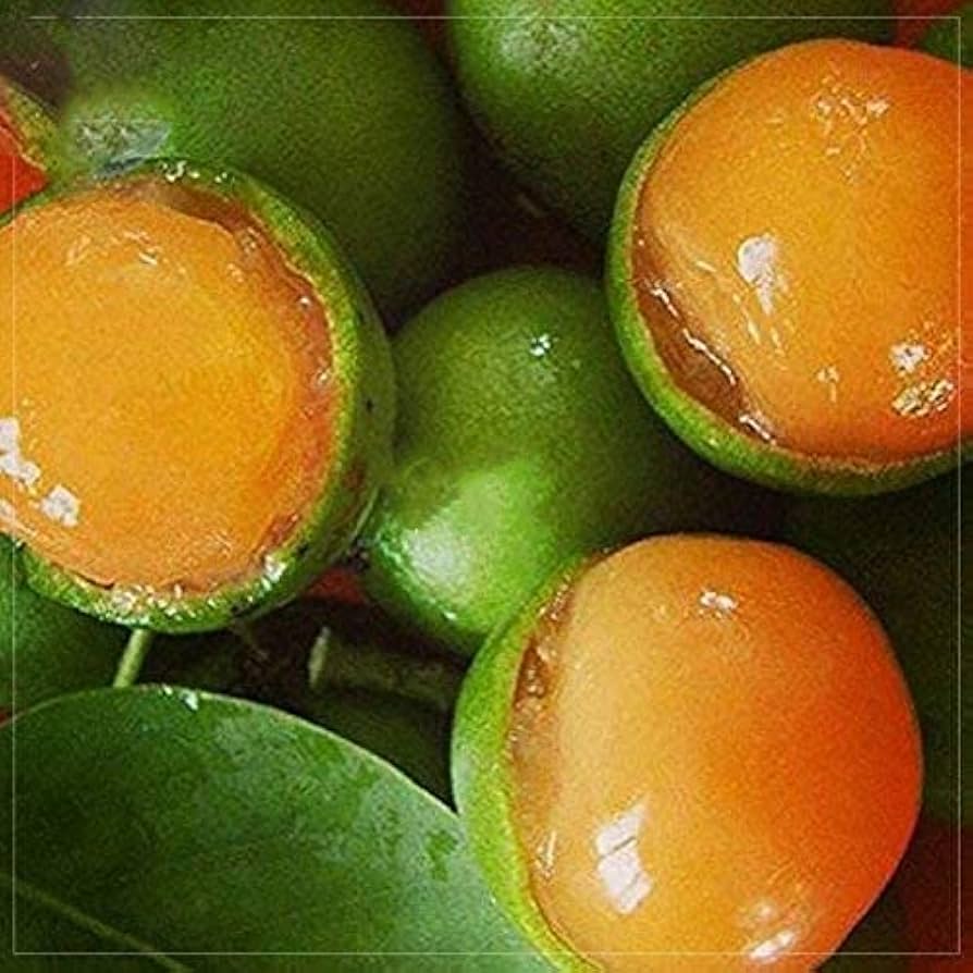 "Lemon Sweet Spanish Lime Seeds, Planting - 100 pcs" - Fruit Seeds