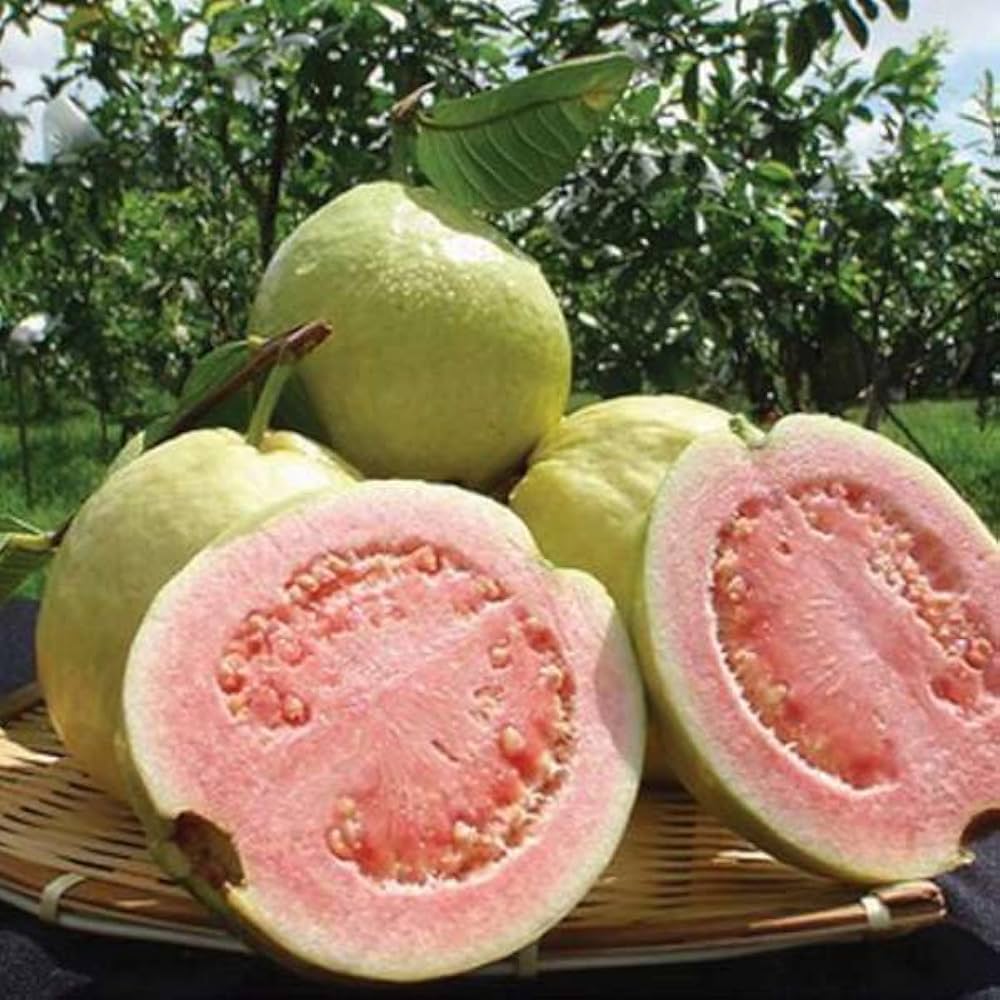 Taiwan Pink (Ruby Supreme) Guava Seeds – Sweet & Juicy Tropical Fruit for Planting