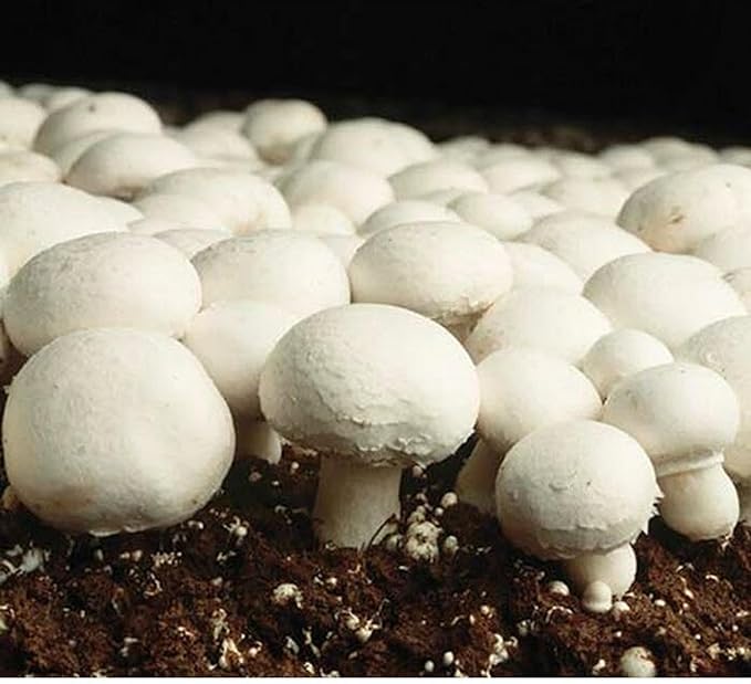 White Mushroom Vegetable Seeds for Easy Planting Grow Fresh, Delicious Mushrooms at Home