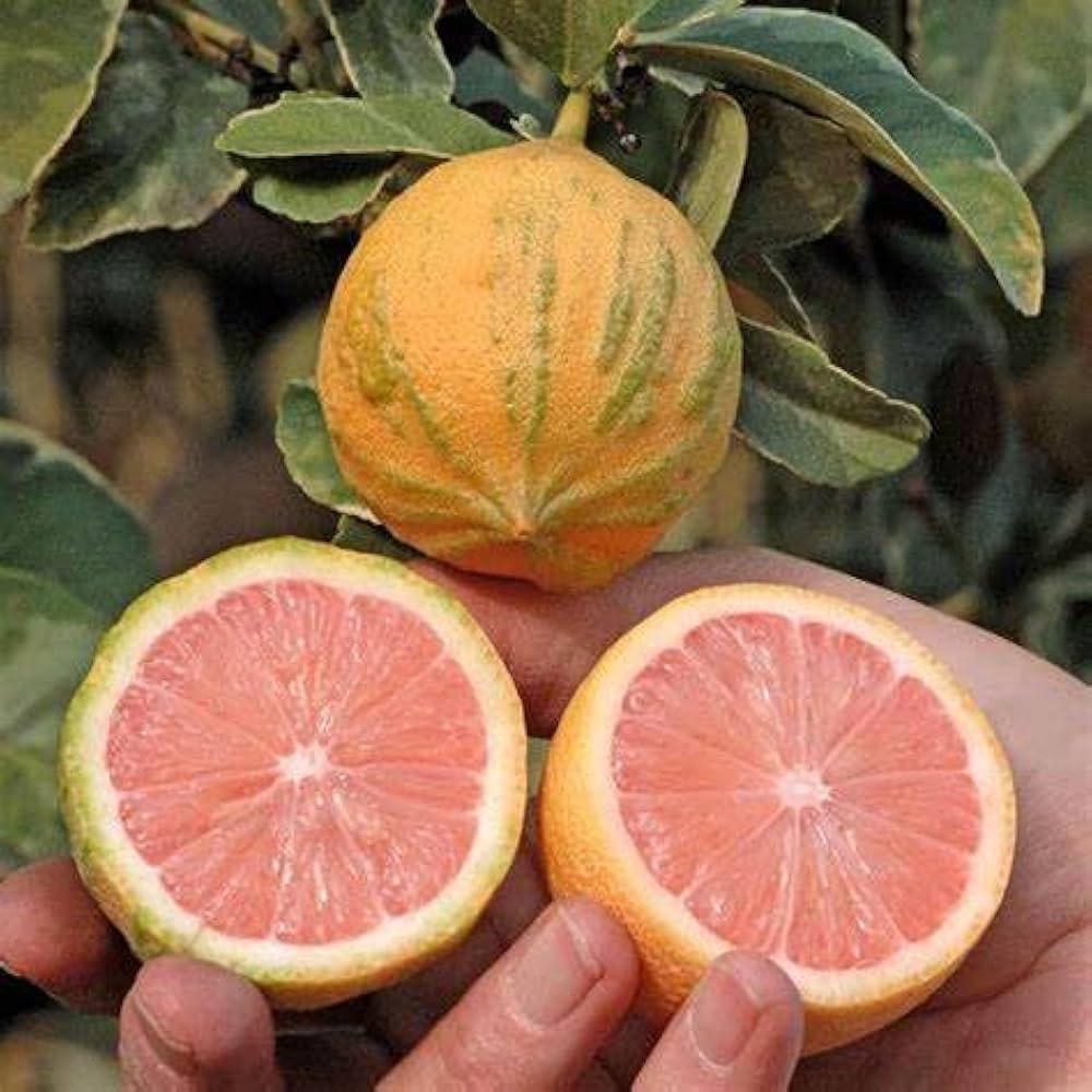 Pink Variegated Lemon Seeds for Planting – Grow Unique Striped Citrus at Home