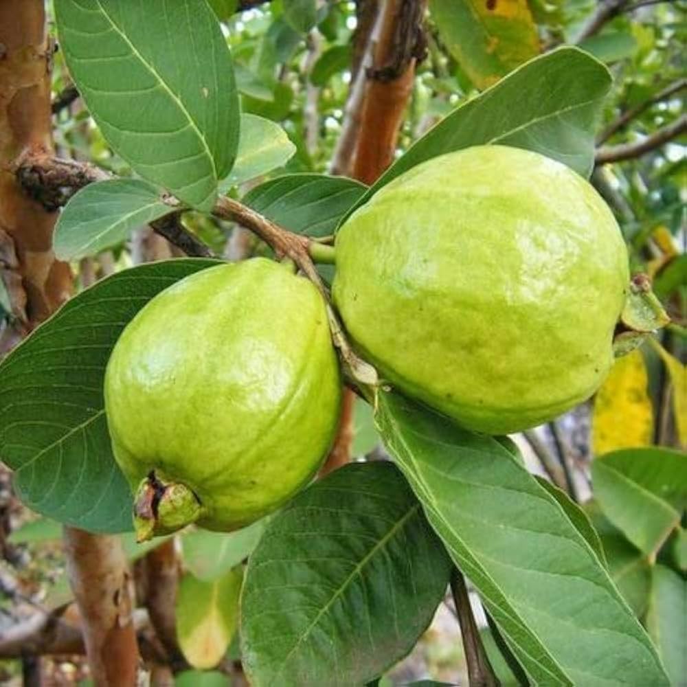 Chittidar Guava Seeds – Premium Speckled Guava for Planting